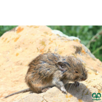 گونه ول معمولی Common Vole